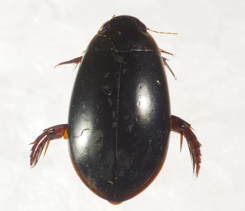 Réf. 331 959 : Megadytes sp.